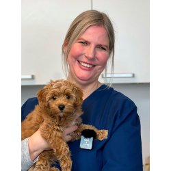 101 FEJL SOM FORKORTER OG FORRINGER DIN HUNDS LIV